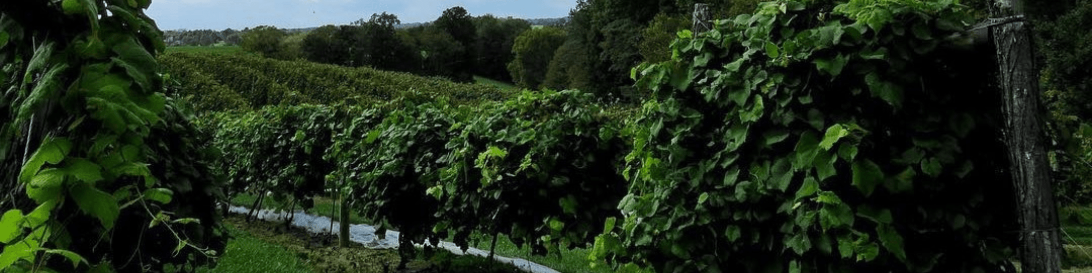 Vines and rolling hills from Atwood Winery